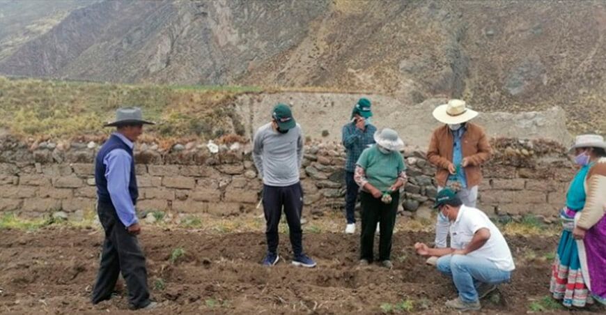 Generarán semillas de papa de alta calidad en Arequipa