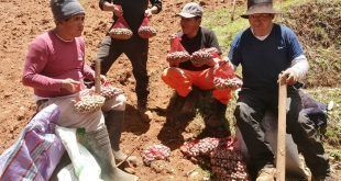 Productores incrementarán su producción con semillas prebásicas de papa de GORE Huancavelica Perú