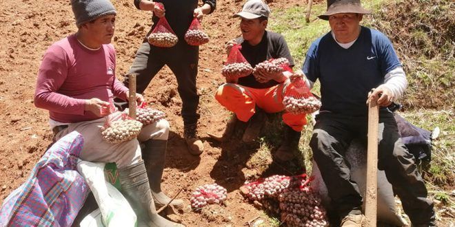 Productores incrementarán su producción con semillas prebásicas de papa de GORE Huancavelica Perú
