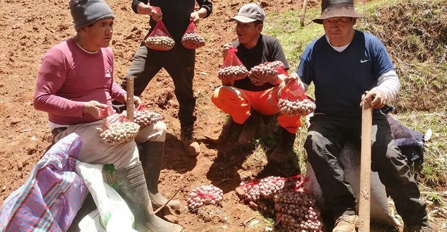 Productores incrementarán su producción con semillas prebásicas de papa de GORE Huancavelica Perú