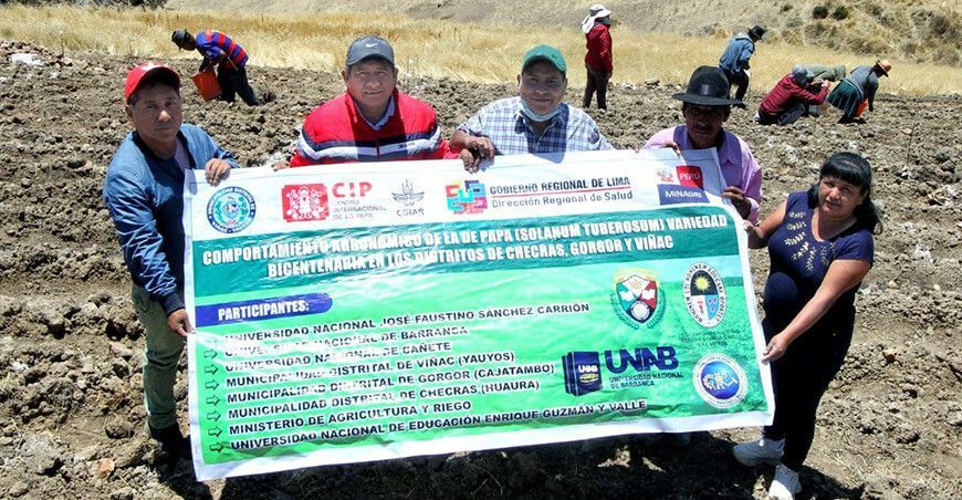 Lima: instalan semilleros de papa “Bicentenaria” en Viñac
