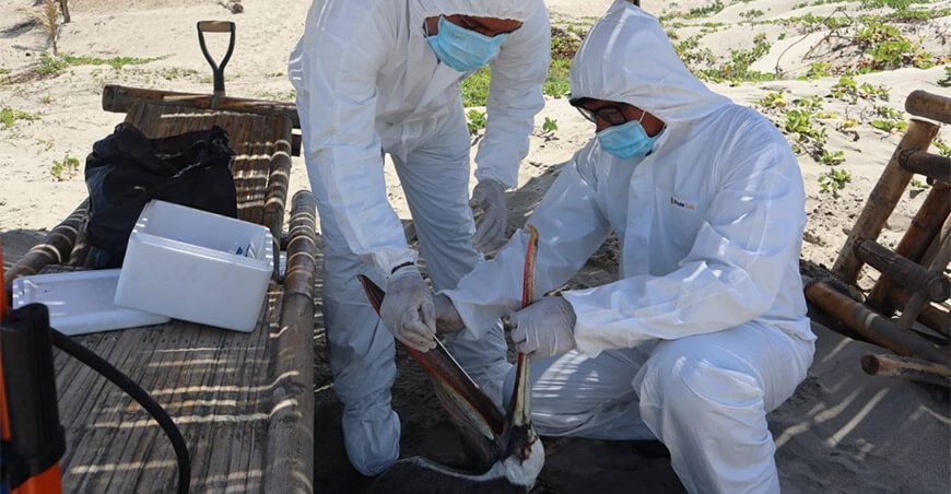 Senasa declara alerta sanitaria a nivel nacional ante presencia de influenza aviar