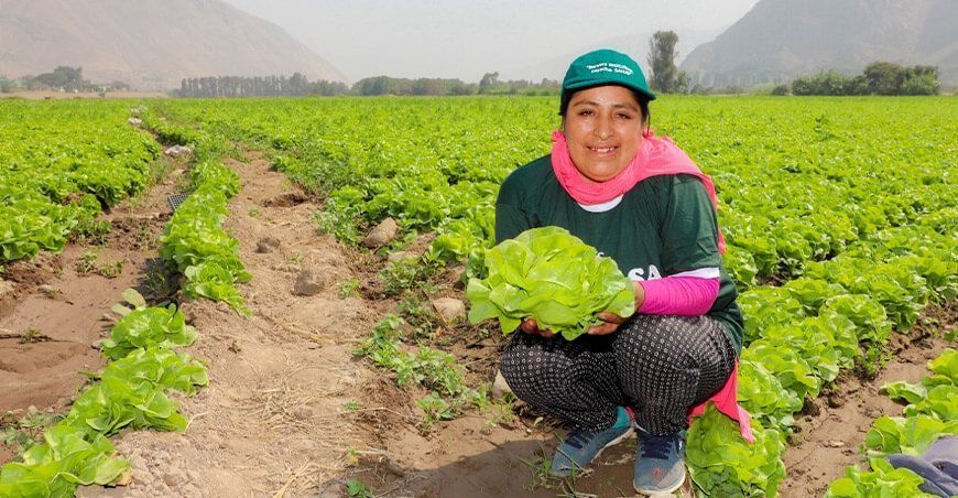 Senasa alimentos inocuos productora de hortalizas