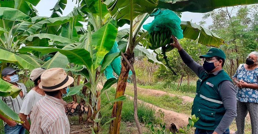 Amazonas: refuerzan acciones para salvaguardar producción de plátano y banano