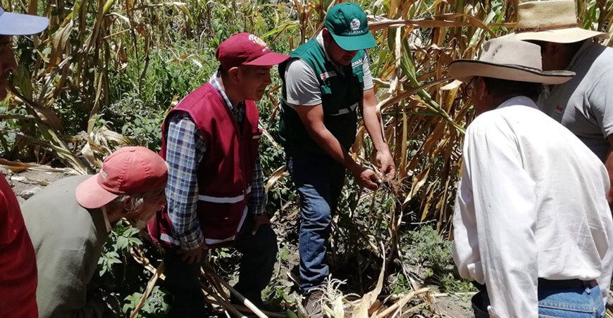 control de plagas en cultivos de maíz en Choco