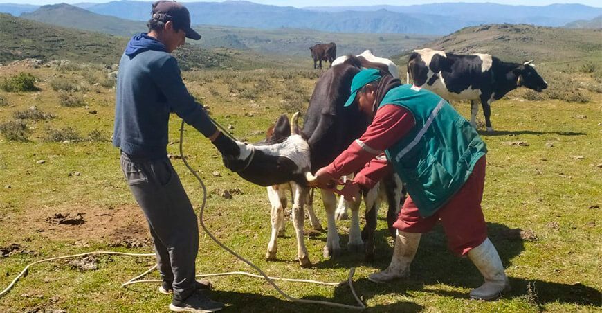 aretado ganado bovino Senasa Huancavelica Perú