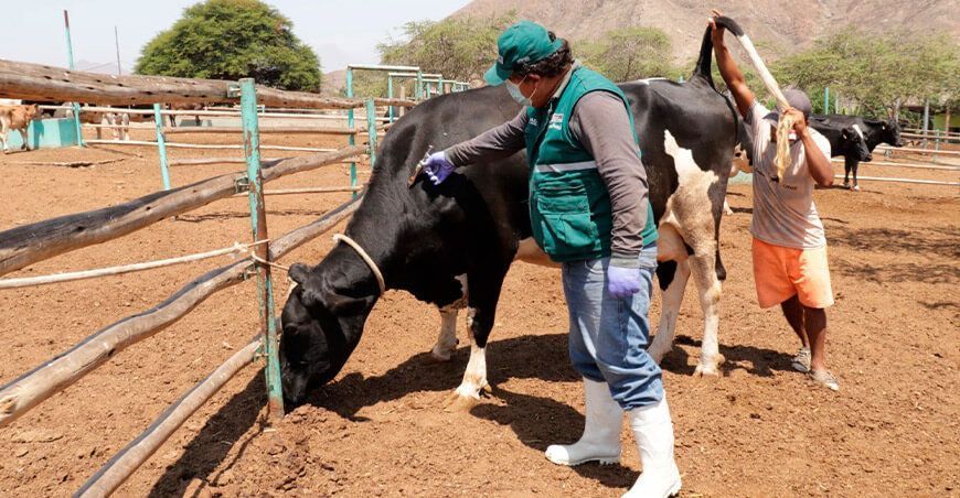 Campaña de vacunación bovinos vacunos Senasa Perú