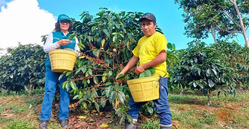 Escuelas de campo de Senasa capacita a productores de café Ucayali