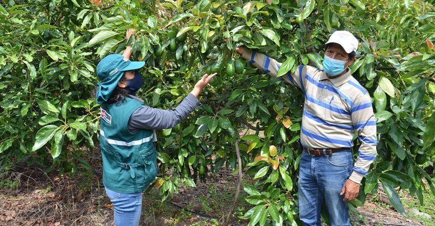 Cusco: productores inician gestiones para certificar lugares de producción de palta