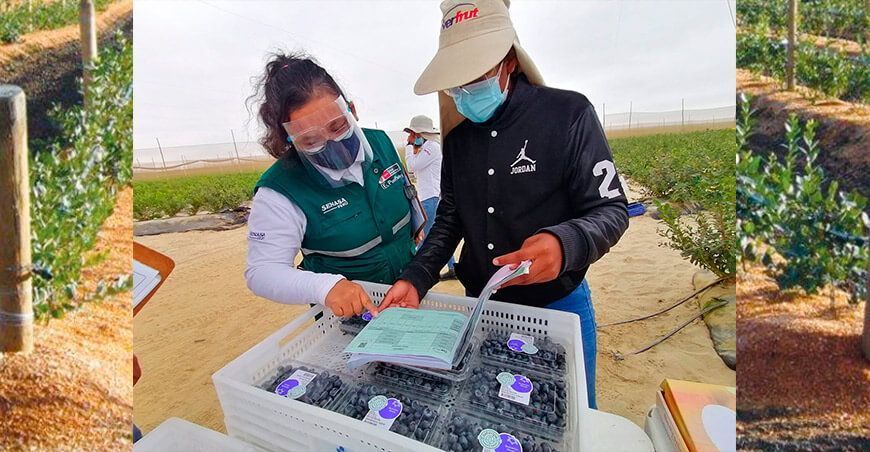 exportación de cultivo de arándanos Piura Perú