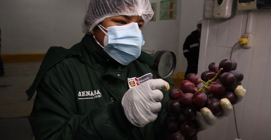 certificación de uva Senasa Perú