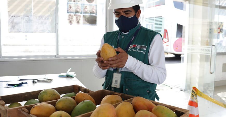 Senasa certificado sanitario moscas de la fruta Perú
