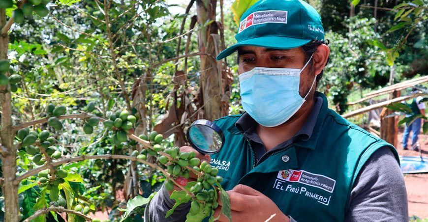 El Senasa, en el periodo de 2019 al 2021, certificó 380 000 toneladas de café
