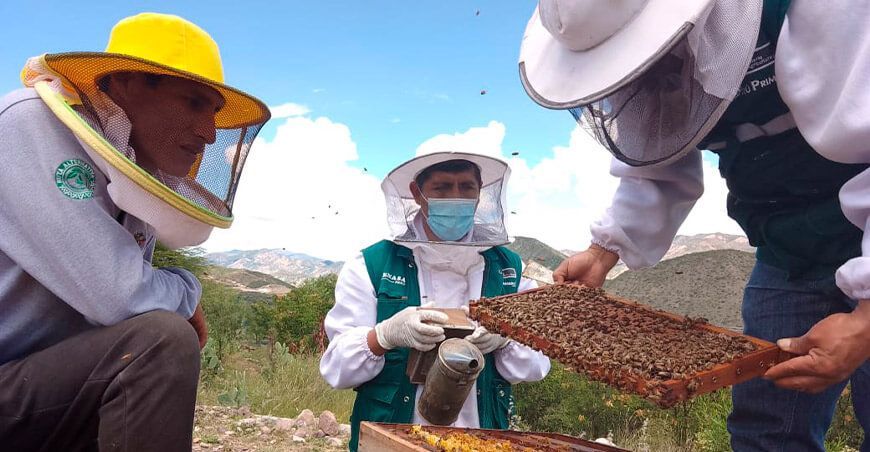 colmena de abejas apicultura Ayacucho Perú