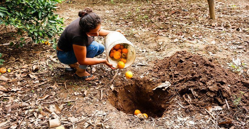 Acciones de control cultural mantendrán una incidencia baja de mosca de la fruta Senasa Perú
