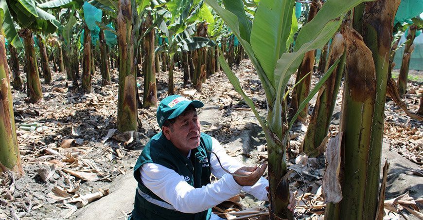 Medidas fitosanitarias del SENASA mantienen bajo control el Fusarium Raza 4 Tropical