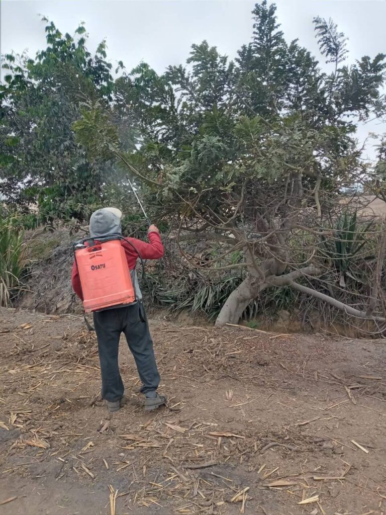 productores reciben capacitación sobre control de moscas de la fruta Senasa Perú