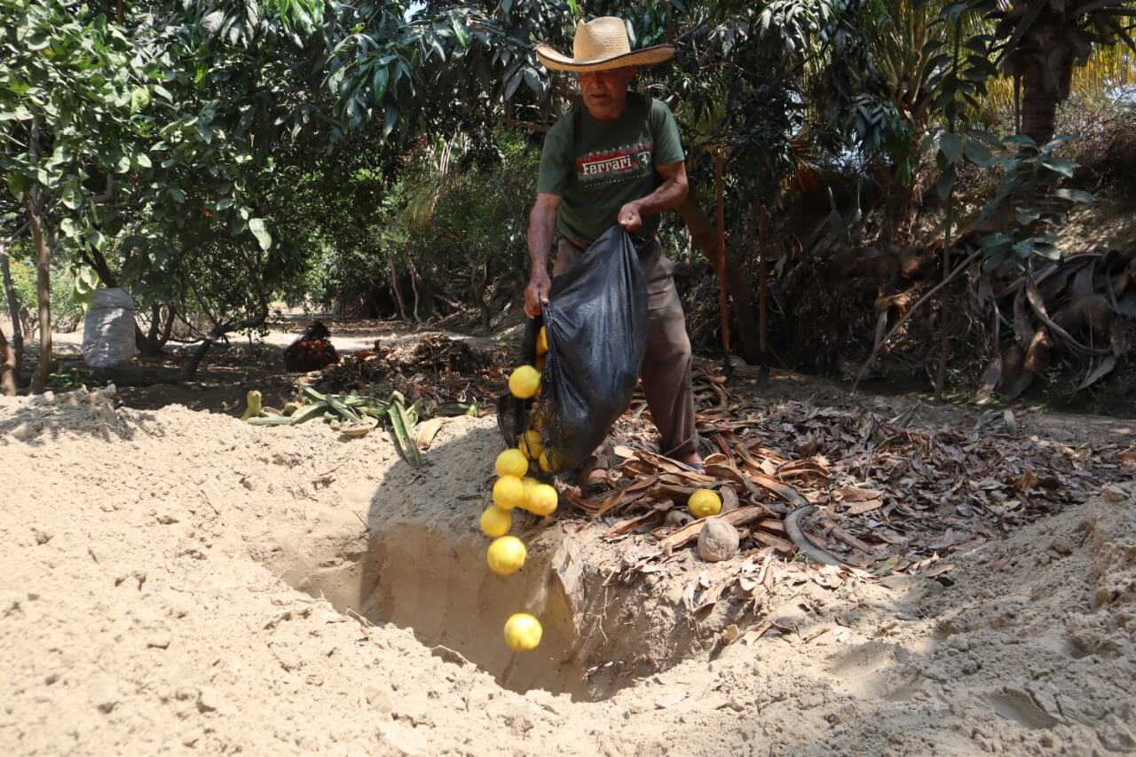 Avanza control y erradicación de las moscas de la fruta en Piura
