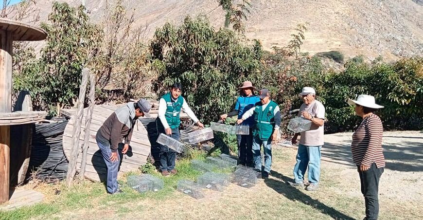 Senasa y Cosagras refuerzan control de roedores en cultivos de Huancavelica Perú