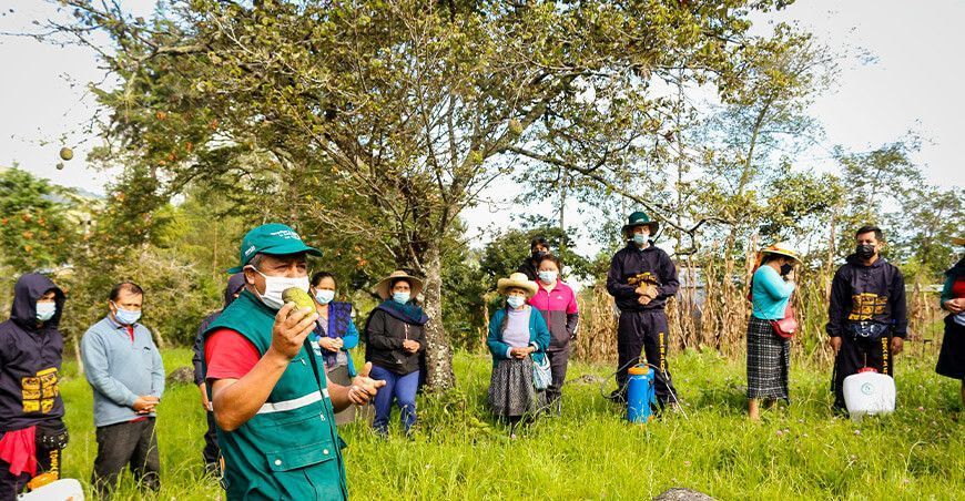 Lambayeque permanece en la etapa de erradicación de la mosca de la fruta Senasa Perú