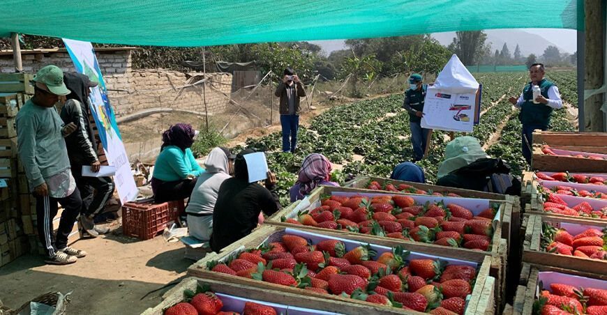 Senasa escuelas de campo producción inocua de alimentos productores fresa Perú