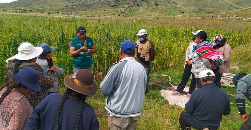 productores de quinua escuelas de campo Senasa Puno
