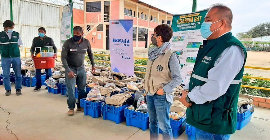 Senasa y FAO afianzan acciones para la contención del Fusarium R4T en Piura