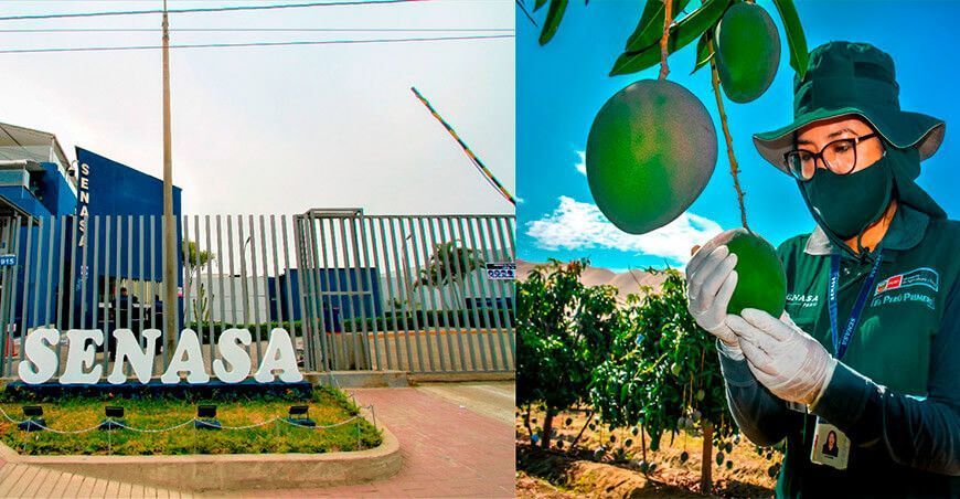 trabajo del Senasa en la exportación de cultivos
