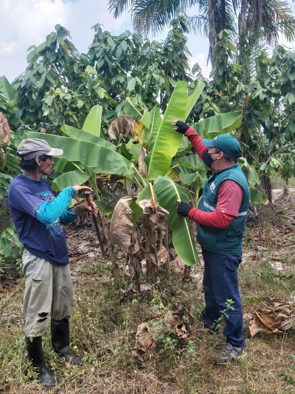 Ejecutan acciones para prevenir el ingreso del Fusarium R4T