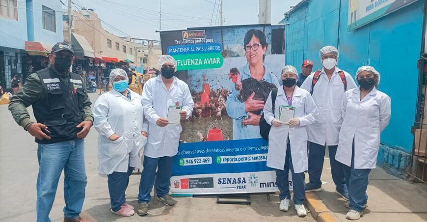 influenza aviar Senasa Ica