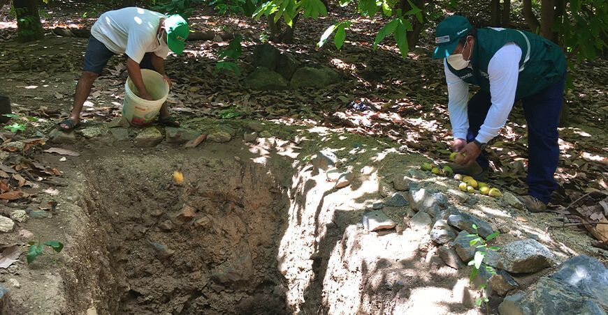 Senasa y agricultores unen esfuerzos para labores de control cultural de la mosca de la fruta Perú