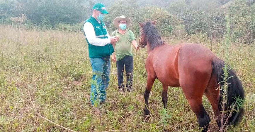 Realizan monitoreo para descarte de durina equina