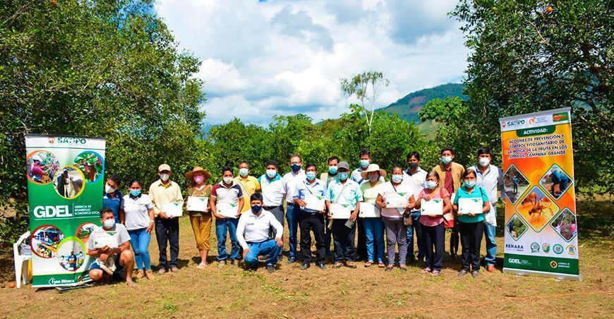 Logran reducir en un 85 % la incidencia de mosca de la fruta en la selva central