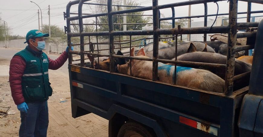 Senasa emitió pases sanitarios para la movilización segura del ganado