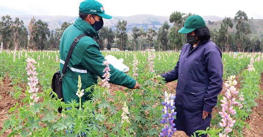 Senasa control de plagas cultivo tarwi Perú