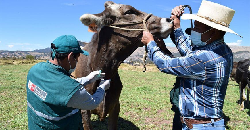 pruebas de diagnóstico libres de Brucelosis y Tuberculosis bovina 