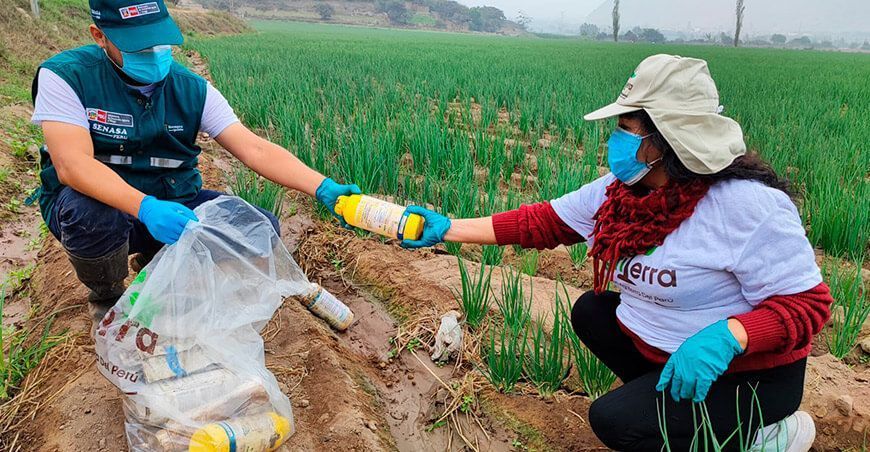 Senasa y voluntarios recogieron envases de plaguicidas agrícolas en el valle Chillón