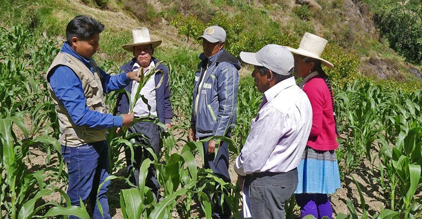 productores de maíz aprenden a identificar y controlar las plagas