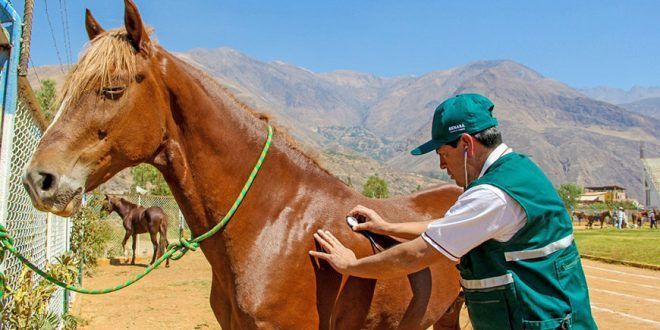 Perú suspende importación de equinos vivos de Argentina y Uruguay