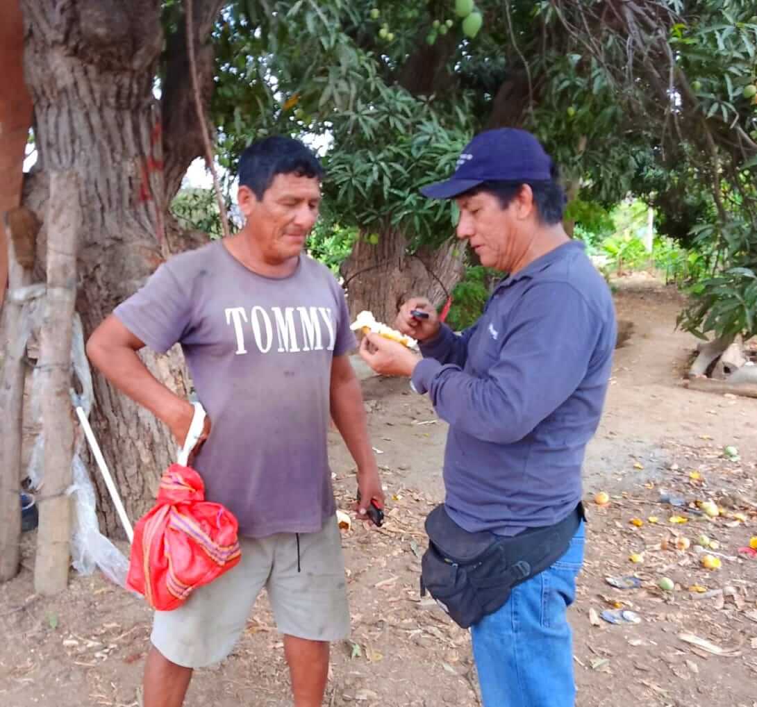 Proyecto de Erradicación de la Mosca de la Fruta Senasa Tumbes