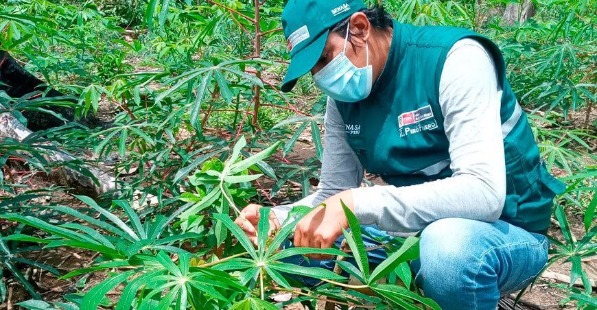 Ucayali: promueven las Buenas Prácticas Agrícolas en la mesa técnica del cultivo de yuca