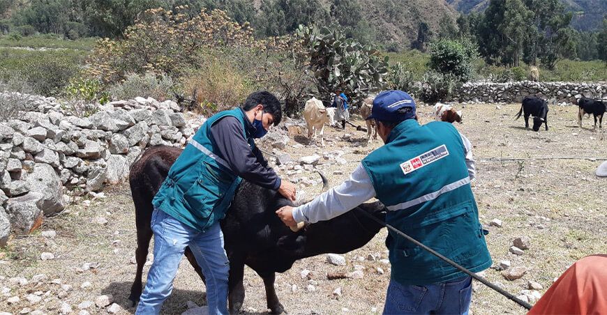 Campaña de vacunación contra la rabia a bovinos y vacunos Ayacucho Senasa Perú
