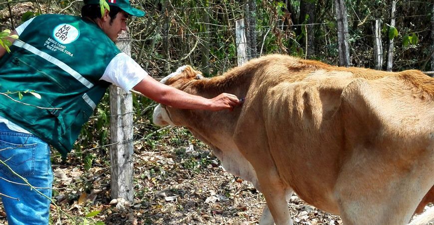 Senasa inicia campaña de vacunación para proteger ganado bovino