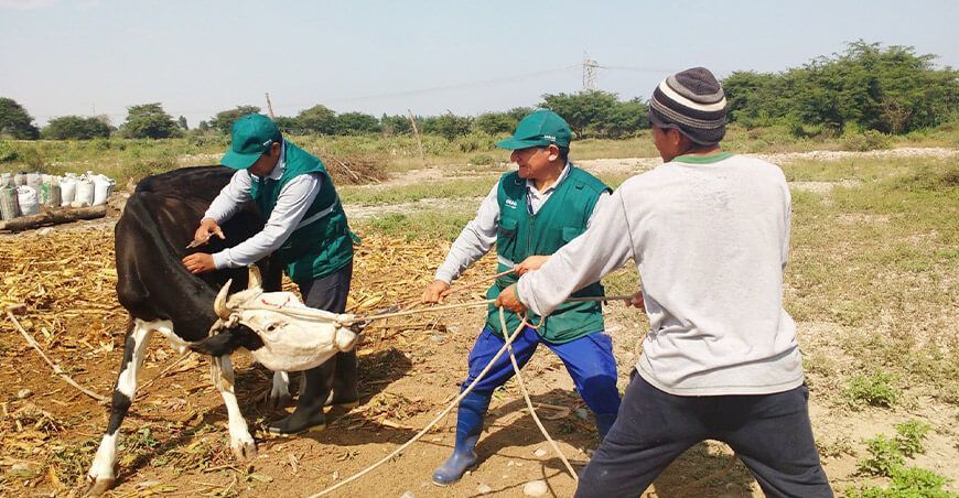 Senasa anuncia vacunación a más de 150 000 animales para prevenir el ántrax