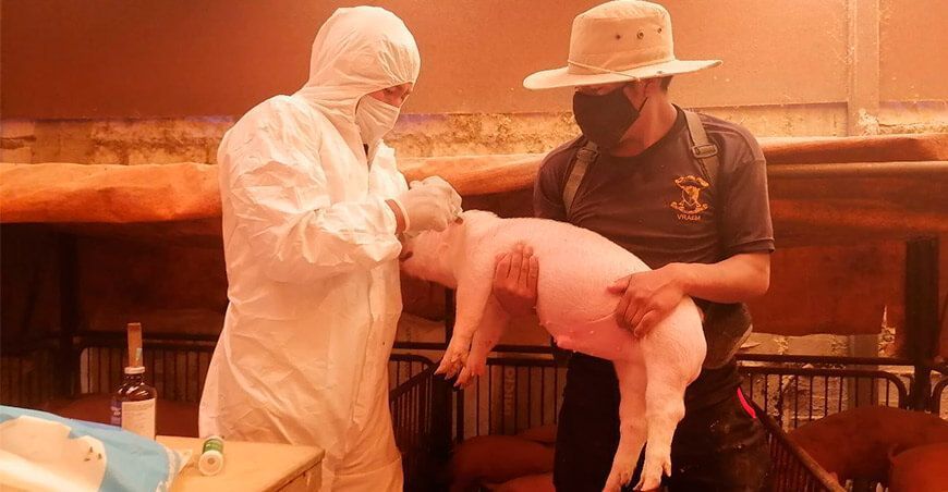 Senasa vacunará cerdos contra la peste porcina clásica
