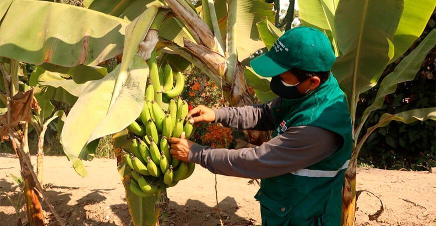 Fusarium R4T plaga del banano o plátano