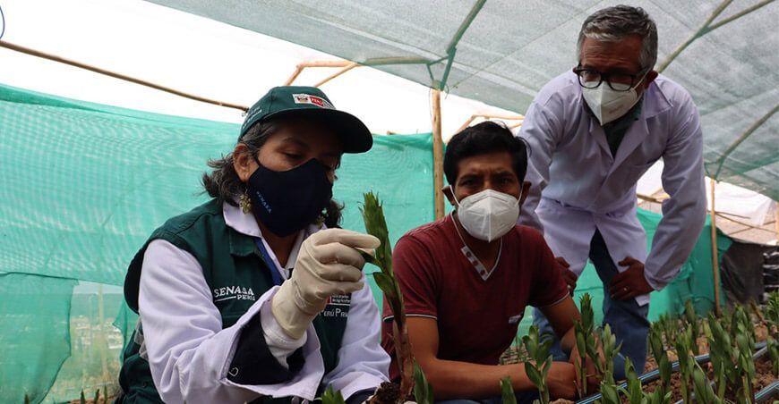 Ancash: mantienen vigente el seguimiento de cuarentena posentrada de liliums