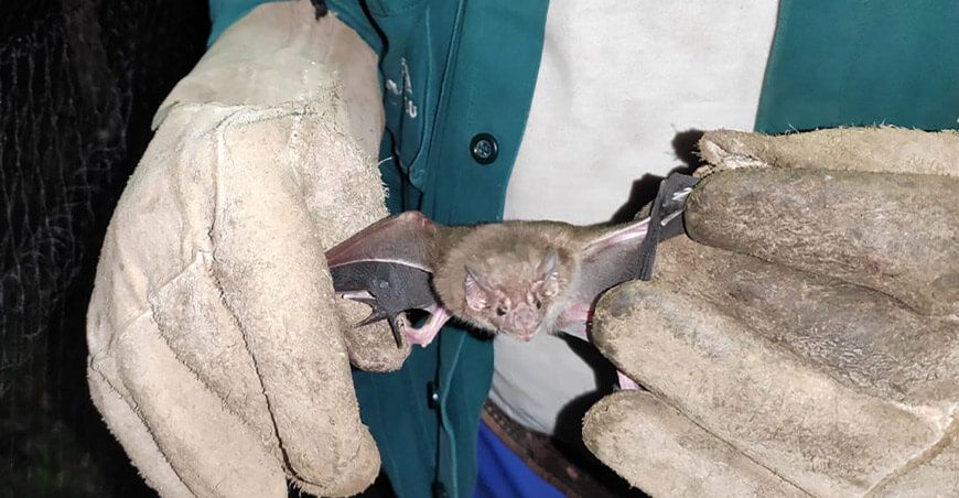 Senasa intensifica control de murciélagos hematófagos en resguardo de la ganadería familiar