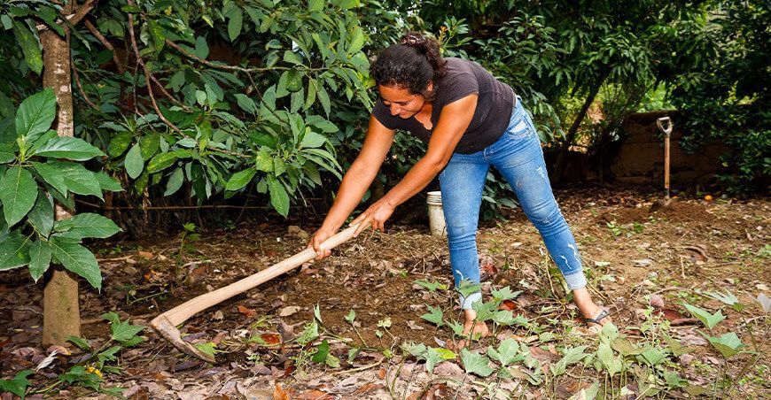 Senasa y agricultores unen esfuerzos para labores de control cultural de la mosca de la fruta Perú