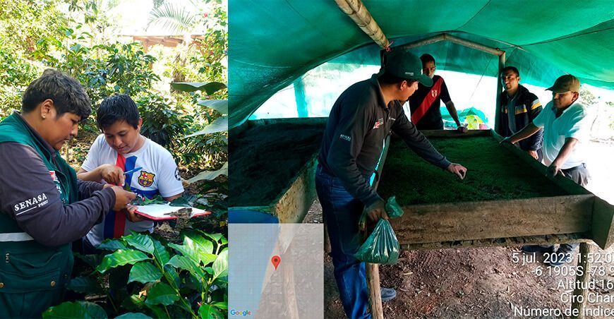 Senasa implementa medidas en resguardo de la producción cafetalera del Perú